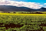Landscape - Canola Fields, Helderstroom, South-Africa - Kodak Ektar 100