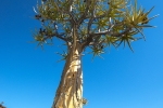 Kokerboom, Nieuwoudtville, Northern Cape, South Africa Kokerboom, Nieuwoudtville, Northern Cape, South Africa