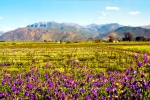 Landscape - Spring Flowers In Between The Vines, Rawsonville, South-Africa - Kodak Ektar 100