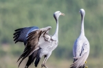 Blue Cranes, Bot River, Overberg, South-Africa