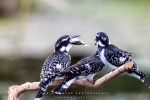 Pied Kingfishers, Intaka Bird Island, Cape-Town South-Africa Pied Kingfishers, Intaka Bird Island, Cape-Town South-Africa