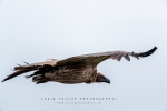 Cape Vulture, Collywobbles, Transkei, South-Africa