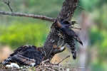 Crowned Eagle Family On A Nest, East-London, South-Africa
