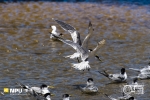 Swift Terns, Cape Point Nature Reserve, South Africa Swift Terns, Cape Point Nature Reserve, South Africa