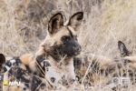 Wild Dogs, Madikwe Private Game Reserve, South-Africa