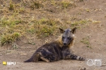 Brown Hyaena, Madikwe Private Game Reserve, South-Africa