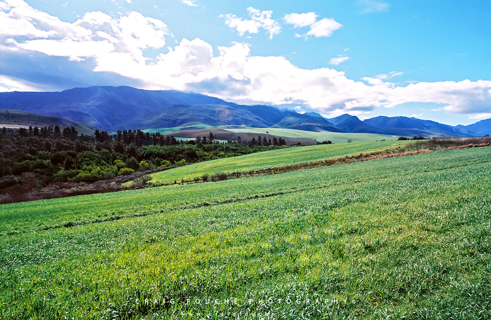 Landscape - Pastoral Scene, Greyton Surrounds, South-Africa - Kodak Ektar 100
