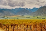 Landscape - Autumn Harvest, Hex River Valley, South-Africa - Kodak 200 ColorPlus