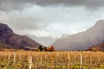 Landscape - Winter Vineyards At Rest, Rawsonville, South-Africa - Kodak ColorPlus 200