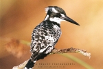 Wildlife - Pied Kingfisher, Intaka Island, Cape Town, South-Africa - Fujifilm Superia X-TRA 800