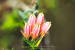 Macro - Vynbos Flowers, (Microlama saggitatum) Bontebok National Park, Swellendam, South-Africa - Kodak 200 ColorPlus