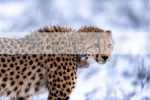 Male Cheetah Male Cheetah