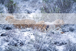 Male Cheetahs In The Snow