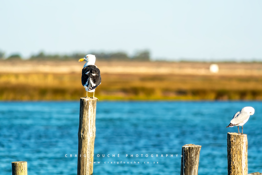 Seagulls at Bokkemlaan, Velddrif, South-Africa