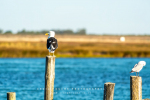 Seagulls at Bokkemlaan, Velddrif, South-Africa