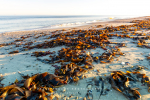 Wamakersvlei Beach Farm, South-Africa