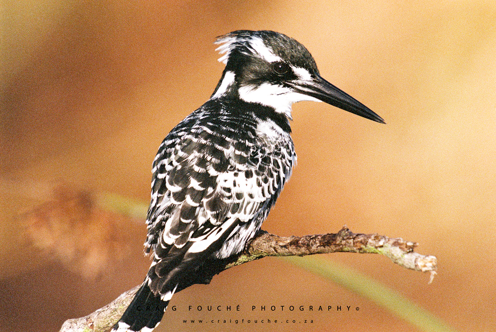 Pied Kingfisher Without Noise Reduction - Fujifilm Superia X-TRA 800