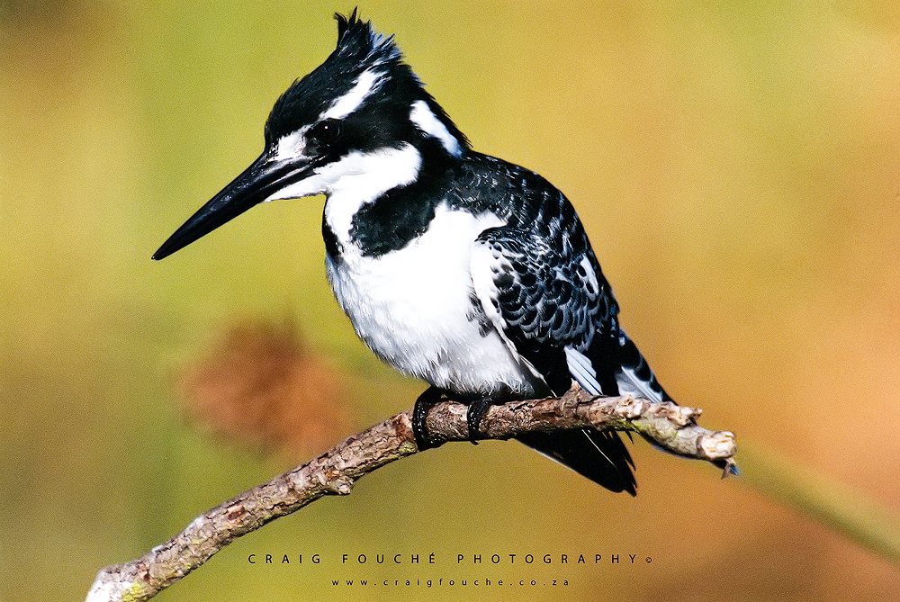 Pied Kingfisher With Noise Reduction - Fujifilm Superia X-TRA 800