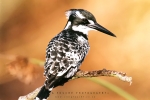 Pied Kingfisher With Noise Reduction - Fujifilm Superia X-TRA 800