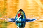 Purple Gallinule With Noise Reduction - Fujifilm Superia X-TRA 800