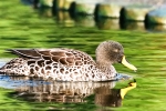 Yellow-billed Duck With Noise Reduction - Fujifilm Superia X-TRA 800