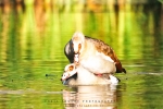 Egyptian Goose With Noise Reduction - Fujifilm Superia X-TRA 800