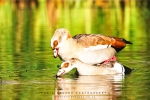 Egyptian Goose With Noise Reduction - Fujifilm Superia X-TRA 800