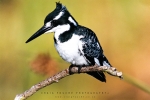 Pied Kingfisher With Noise Reduction - Fujifilm Superia X-TRA 800