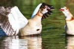 Egyptian Goose With Noise Reduction - Fujifilm Superia X-TRA 800