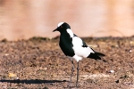 Blacksmith Plover With Noise Reduction - Fujifilm Superia X-TRA 800