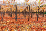 Autumn In Hex River Valley, Hex River Valley, South-Africa