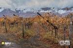 Autumnal Vineyards, Hex River, South-Africa Autumnal Vineyards, Hex River, South-Africa