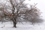 The Oak Forest, Matroosberg, South-Africa