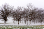 Winter Forest, Matroosberg, South-Africa