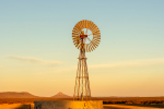 Golden Glow, Rogge Cloof Reserve, Sutherland, South-Africa