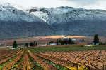 Vineyards In Winter Snow, Hex River Valley, South-Africa