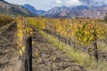 Winter Winelands, Wolseley, South-Africa Winter Winelands, Wolseley, South-Africa