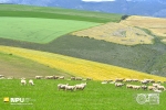 Pastoral, Overberg, South Africa