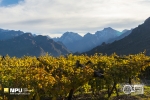 Winter Vineyards, Hex River Valley, Worcester, South-Africa