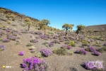 Kokerboom Forest, Nieuwoudtville, Northern Cape, South Africa Kokerboom Forest, Nieuwoudtville, Northern Cape, South Africa