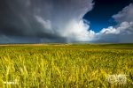 Swartland Storm, Porterville, South Africa Swartland Storm, Porterville, South Africa