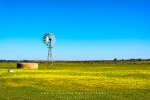 Windmill in Spring, Nieuwoudtville, Northern Cape, South-Africa