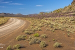 Kokerboom Forest, Nieuwoudtville, Northern Cape, South-Africa