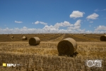 Harvest Time, Napier, South Africa