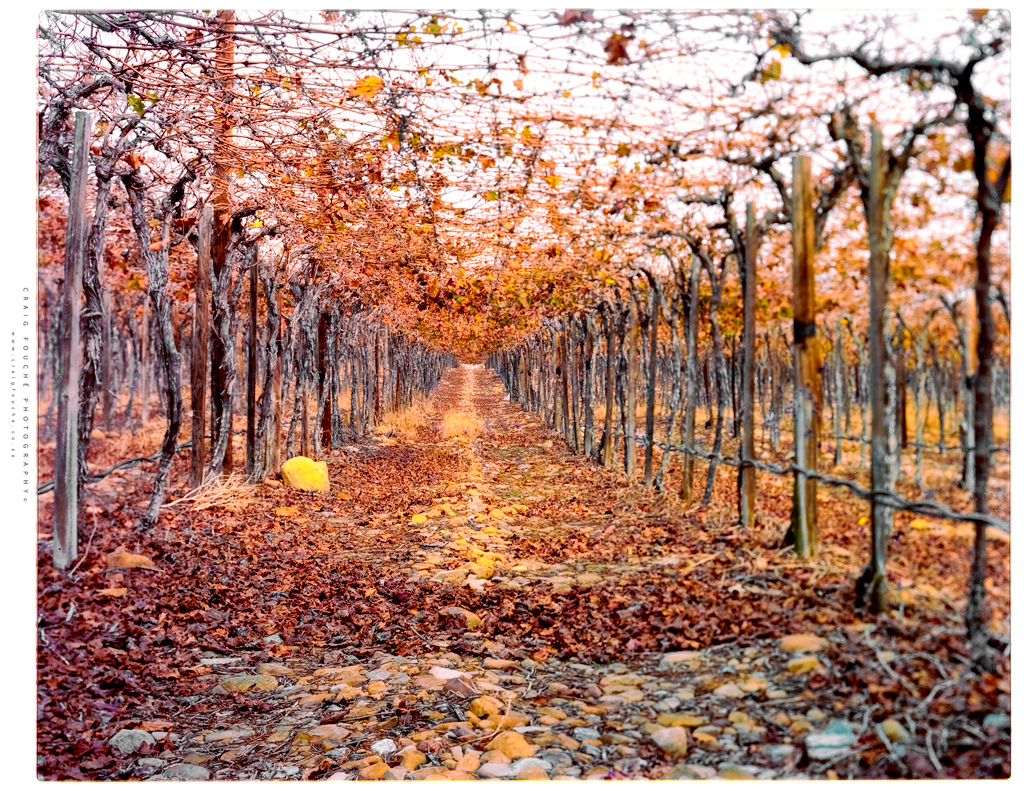 4x5 - Firey Autumn Leaves, Idlewind, Hex River Valley, South-Africa  -  Kodak Portra 400 © 2020
