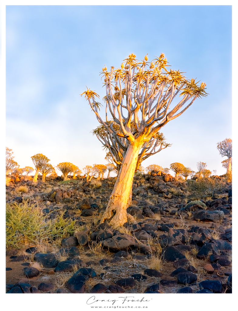 4x5 - Kokerboom In Golden Light, Keetmanshoop, Namibia -  Portra 400
