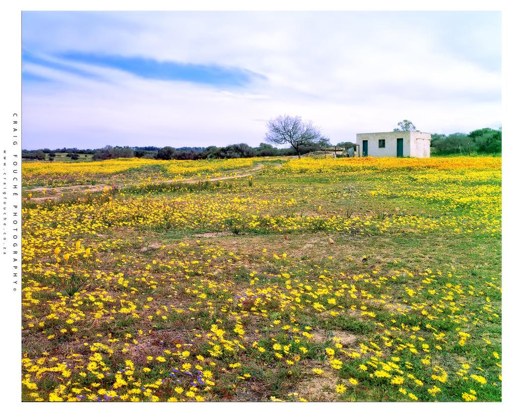 4x5 - Namaqualand Daisy Scene, Willemsrivier Farm, Nieuwoudtville, South-Africa  - Fuji Provia 100F