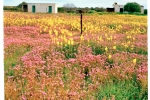 4x5 - Crazy Daisy, Willemsrivier Farm, Nieuwoudtville, South-Africa  - Kodak Portra 160