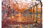 4x5 - Firey Autumn Leaves, Idlewind, Hex River Valley, South-Africa  -  Kodak Portra 400 © 2020