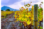 4x5 - Winter Grey, Deetlefs Wine Estate, Rawsonville, South-Africa - Kodak Ektar 100